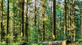 Photo d'une forêt pour illustrer le placement forestier